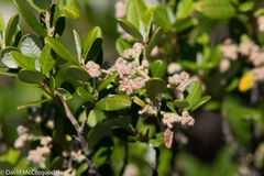 Spyridium globulosum