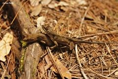 Anolis sminthus