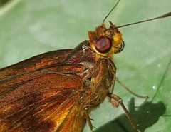 Miltomiges cinnamomea
