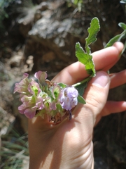 Salvia pomifera, photograph author not stated, no rights reserved