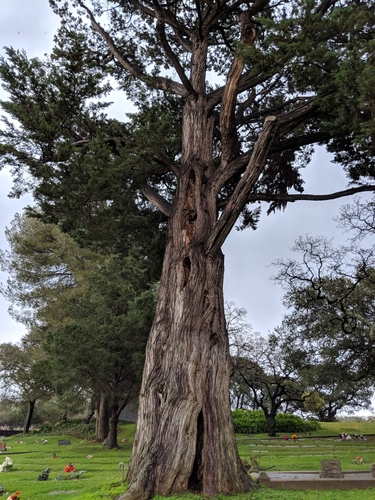 Monterey Cypress