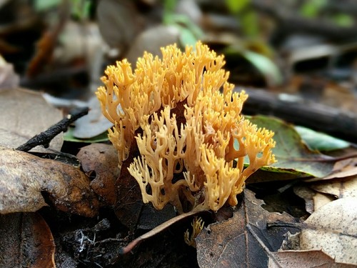 Phaeoclavulina myceliosa