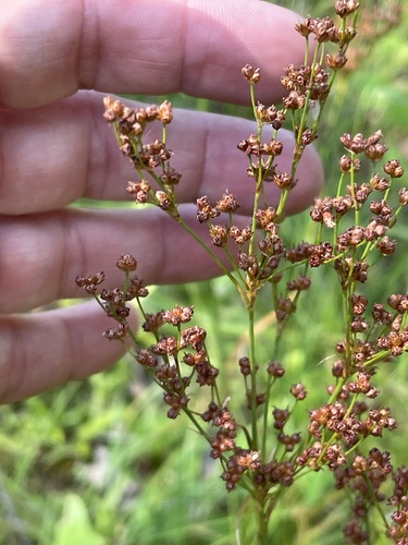 Bog rush (Juncus biflorus)