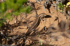 Morethia lineoocellata