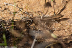 Morethia lineoocellata