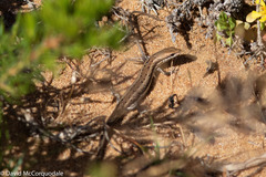 Morethia lineoocellata