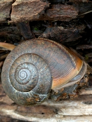 Helminthoglypta diabloensis