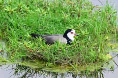 Vanellus crassirostris