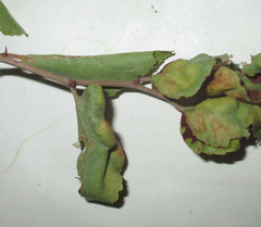 Ziziphus mucronata image