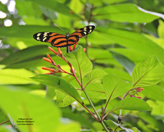 Heliconiini