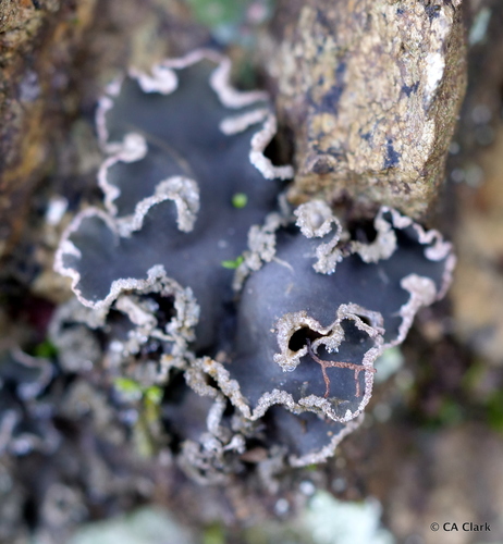 Powdered Moon Lichen