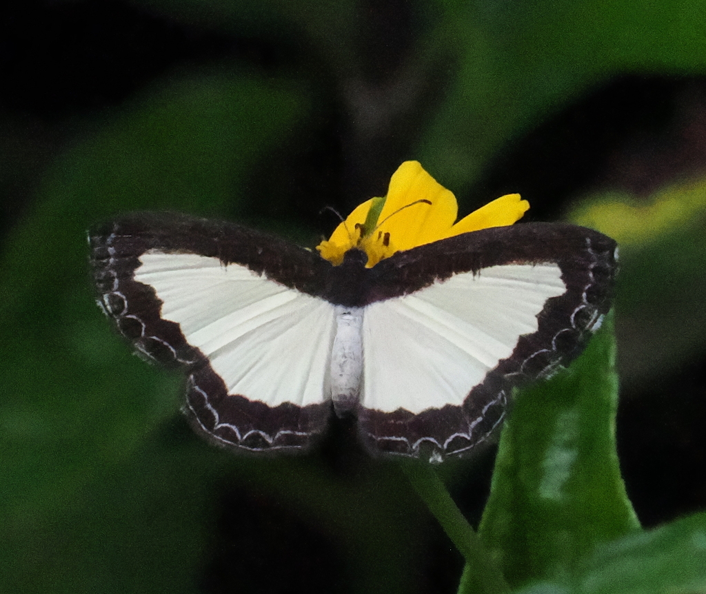 Nymphidium chione