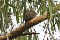 Philemon buceroides
