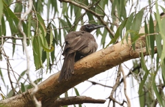 Philemon buceroides