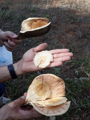 Aspidosperma macrocarpon