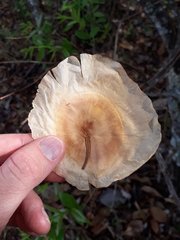 Aspidosperma macrocarpon