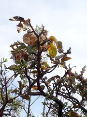 Aspidosperma macrocarpon