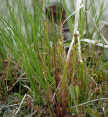 Drosera linearis