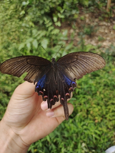 Chinese Peacock Swallowtail