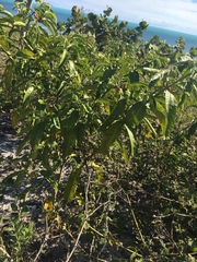 Solanum bahamense