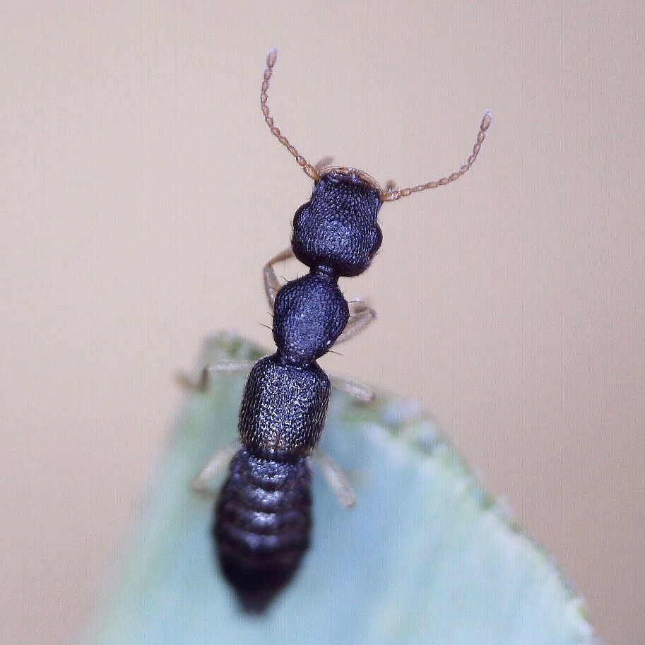 Astenus immaculatus
