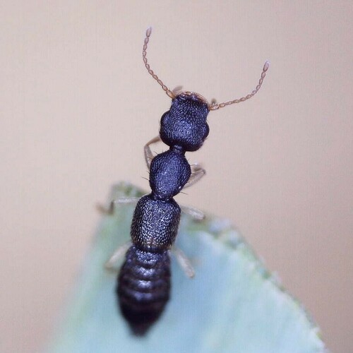 Astenus immaculatus