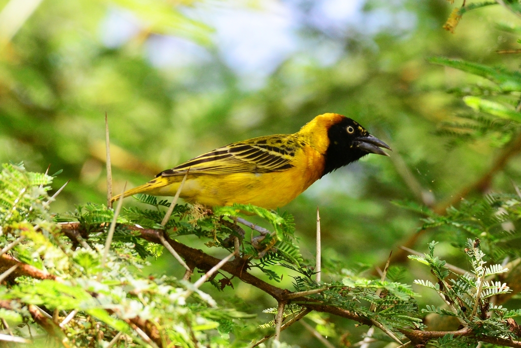 Lesser Masked-Weaver photo