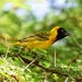 Lesser Masked Weaver - Photo (c) mikeloomis, some rights reserved (CC BY-NC), uploaded by mikeloomis