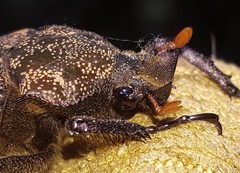 Inca bonplandi