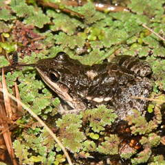 Leptodactylus latinasus