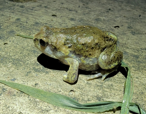 Boreal Digging Frog