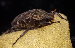 Inca bonplandi