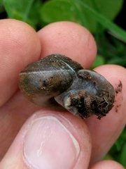 Helminthoglypta diabloensis