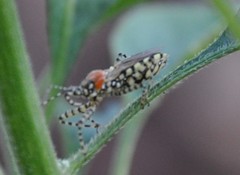 Pselliopus zebra