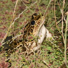 Leptodactylus luctator