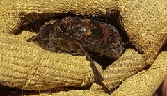 Inca bonplandi