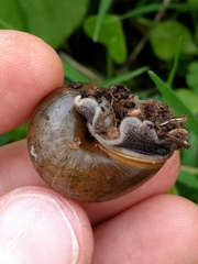 Helminthoglypta diabloensis