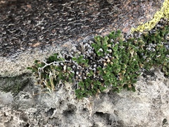 Selaginella eremophila