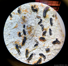 Opegrapha