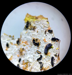 Opegrapha