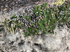 Selaginella eremophila