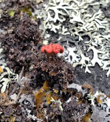 Cladonia lopezii