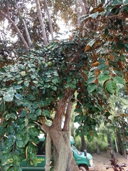 Chrysophyllum