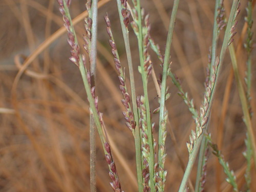 Paspalidium clementii