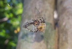 Alpaida alticeps
