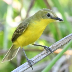 Pseudocolopteryx acutipennis