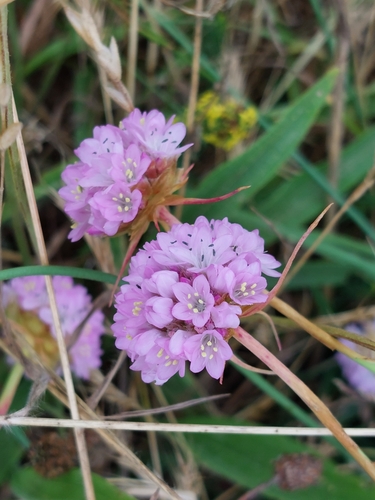 Image of Armeria arenaria by (c) purperlibel, some rights reserved (CC BY-SA)