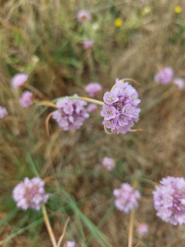 Image of Armeria arenaria by (c) purperlibel, some rights reserved (CC BY-SA)