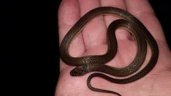 Tantilla melanocephala