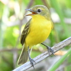 Pseudocolopteryx acutipennis